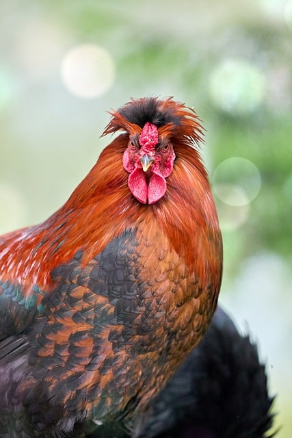 Free download red rooster angry look bokeh nature free picture to be edited with GIMP free online image editor