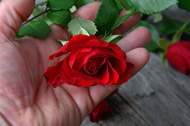 免费下载红玫瑰花束 - 使用 GIMP 在线图像编辑器编辑的免费照片或图片