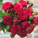red rose bouquet wallpaper  screen for extension Chrome web store in OffiDocs Chromium