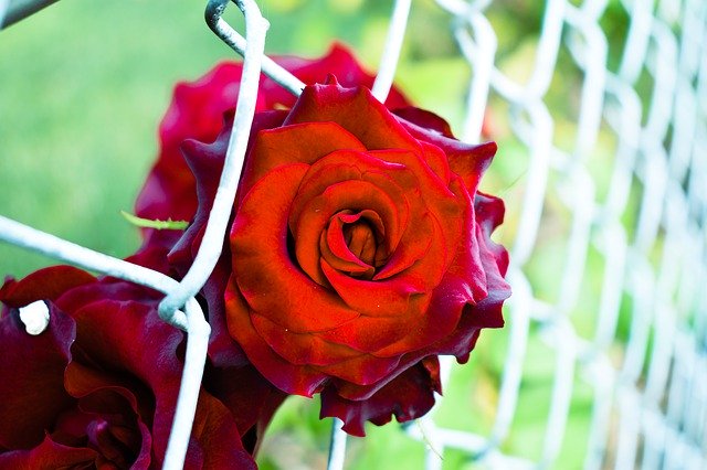 Free download Red Rose Fence Outdoor Blooming -  free photo or picture to be edited with GIMP online image editor