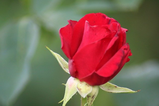 Free download Red Rose Flower -  free free photo or picture to be edited with GIMP online image editor