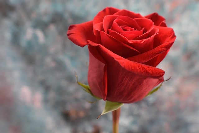 Free download red rose flower plant rose free picture to be edited with GIMP free online image editor