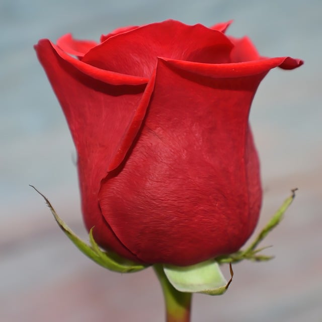 Free download red rose flower plant rose petals free picture to be edited with GIMP free online image editor
