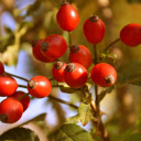 Red rose fruit  screen for extension Chrome web store in OffiDocs Chromium