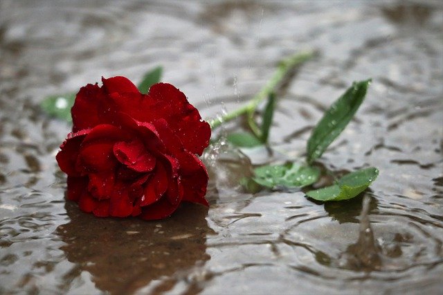Free download Red Rose In Rain Dark Gothic Mood -  free photo or picture to be edited with GIMP online image editor