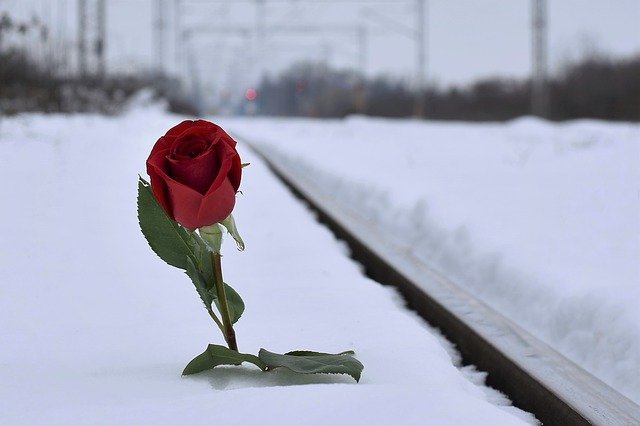 Free download red rose in snow lost love free picture to be edited with GIMP free online image editor
