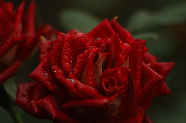 Unduh gratis Red Rose Love - foto atau gambar gratis untuk diedit dengan editor gambar online GIMP