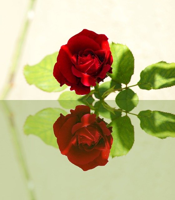 Free download Red Rose Mirror Reflections -  free photo or picture to be edited with GIMP online image editor