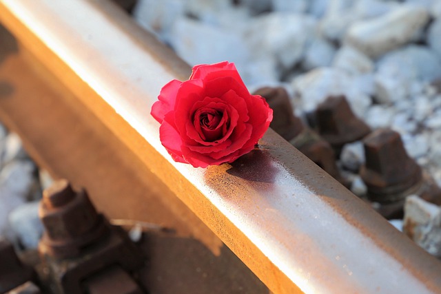 Free download red rose rail track memories free picture to be edited with GIMP free online image editor