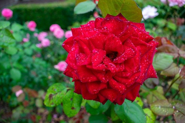 Descarga gratuita Red Rose Raindrop Rain: foto o imagen gratuita para editar con el editor de imágenes en línea GIMP