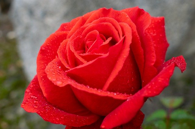 Bezpłatne pobieranie Red Rose Raindrop Romantic - darmowe zdjęcie lub obraz do edycji za pomocą internetowego edytora obrazów GIMP
