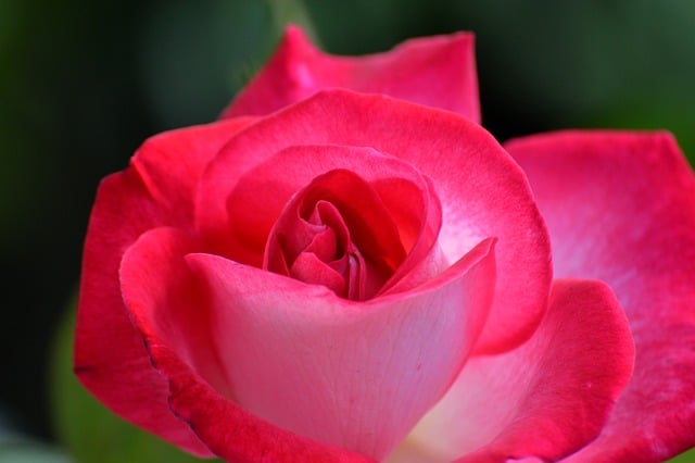 Free download red rose rose blossom bloom flower free picture to be edited with GIMP free online image editor