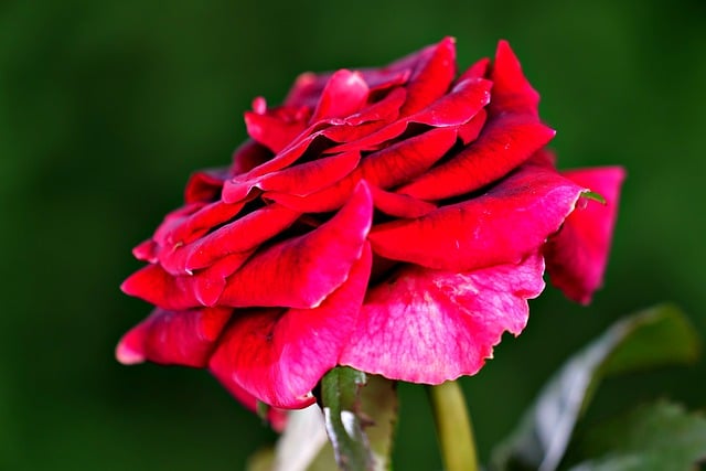 Free graphic red rose rose flower nature to be edited by GIMP free image editor by OffiDocs