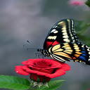 red roses and butterflies wallpaper  screen for extension Chrome web store in OffiDocs Chromium