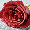 Red roses and water drops  screen for extension Chrome web store in OffiDocs Chromium