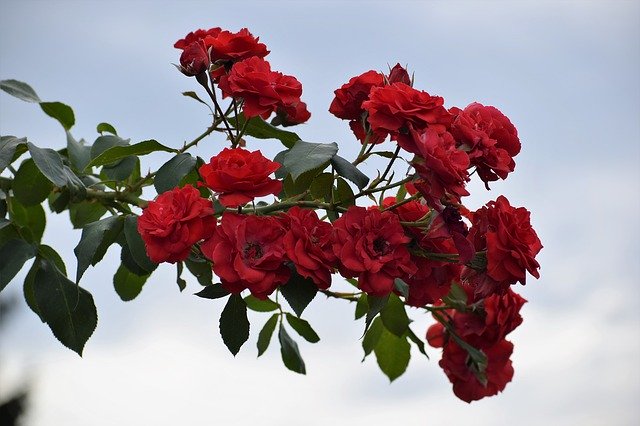 Descarga gratuita Red Roses Flowers Blooming - foto o imagen gratuita para editar con el editor de imágenes en línea GIMP