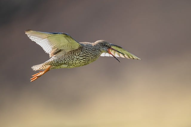 Free download redshank bird common redshank free picture to be edited with GIMP free online image editor