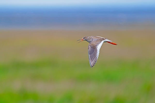 Free download redshank bird nature wildlife free picture to be edited with GIMP free online image editor