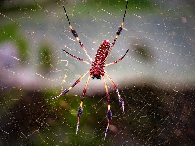 Descărcare gratuită Red Spider Web Nature - fotografie sau imagini gratuite pentru a fi editate cu editorul de imagini online GIMP