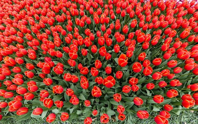 הורדה חינם Red Spring Tulips - תמונה או תמונה בחינם לעריכה עם עורך התמונות המקוון של GIMP