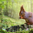 Red Squirrel  screen for extension Chrome web store in OffiDocs Chromium