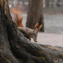 red squirrel and tree  screen for extension Chrome web store in OffiDocs Chromium