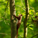 Red Squirrel Climbing Tree  screen for extension Chrome web store in OffiDocs Chromium