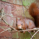 Red Squirrel on the Red Wall  screen for extension Chrome web store in OffiDocs Chromium