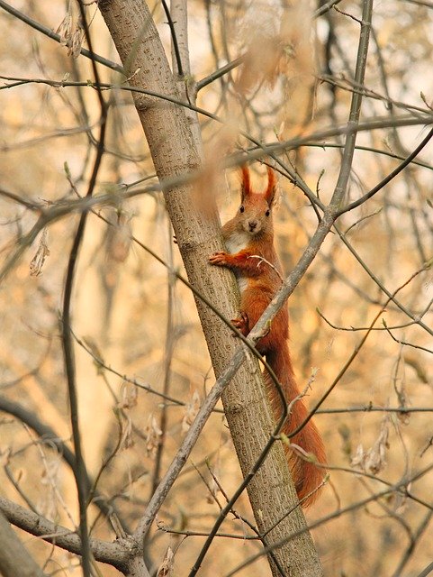 Free download Red Squirrel Protein Eurasian -  free photo or picture to be edited with GIMP online image editor