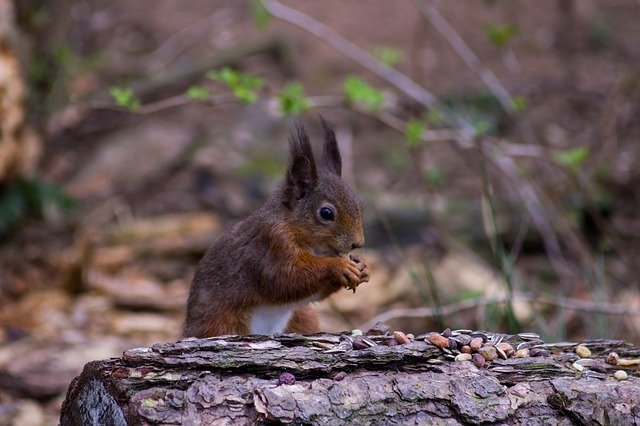Scarica gratuitamente Red Squirrel Tentsmuir Scotland: foto o immagine gratuita da modificare con l'editor di immagini online GIMP