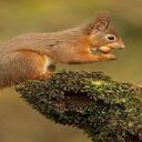 red squirrel wallpaper  screen for extension Chrome web store in OffiDocs Chromium