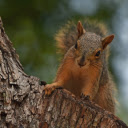 Red Squirrel with Silky Fur  screen for extension Chrome web store in OffiDocs Chromium