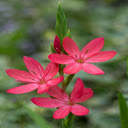 Red star lily wallpaper  screen for extension Chrome web store in OffiDocs Chromium