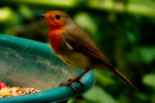 Free download Redstart Male Bird -  free photo or picture to be edited with GIMP online image editor