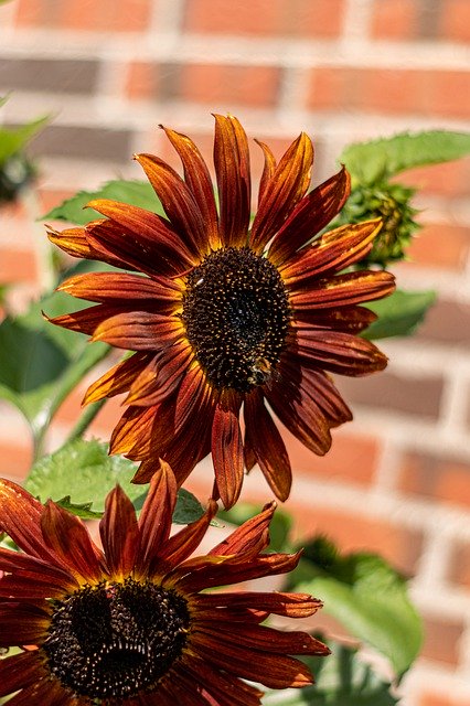 Baixe grátis Red Sunflower Bee Petals - foto ou imagem grátis para ser editada com o editor de imagens online GIMP