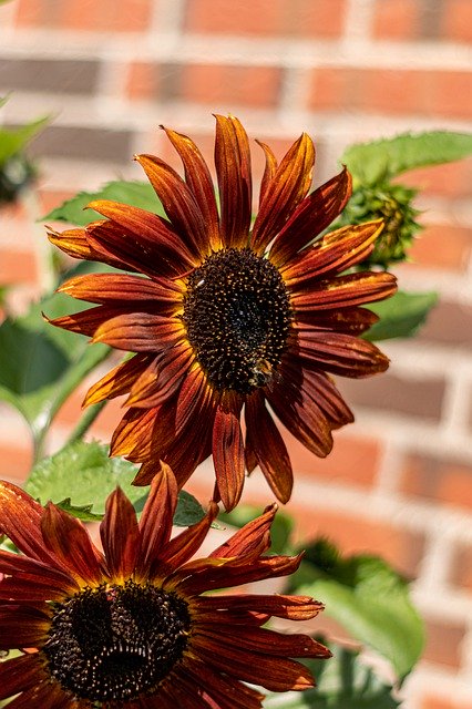 Free download Red Sunflower Bee Petals -  free photo or picture to be edited with GIMP online image editor