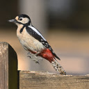 Red tailed Bird  screen for extension Chrome web store in OffiDocs Chromium