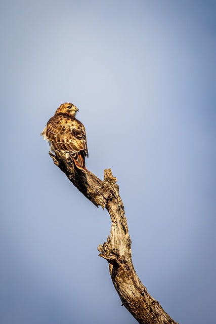 تنزيل مجاني لصورة Red Tailed Hawk Bird Hwk Falcon المجانية لتحريرها باستخدام محرر صور مجاني على الإنترنت من GIMP
