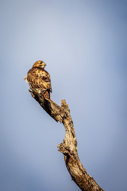 免费下载 red tailed hawk bird hawk falcon 免费图片，可使用 GIMP 免费在线图像编辑器进行编辑