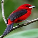 Red Tangara Bird Wallpaper  screen for extension Chrome web store in OffiDocs Chromium