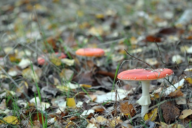 Free download red toadstools mushroom forest free picture to be edited with GIMP free online image editor