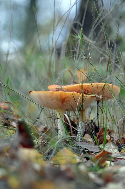 Free download red toadstools red forest nature free picture to be edited with GIMP free online image editor