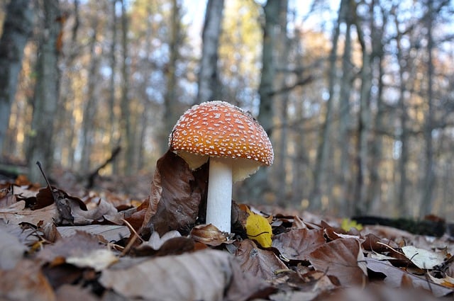 Free download red toadstool toadstool mushroom free picture to be edited with GIMP free online image editor