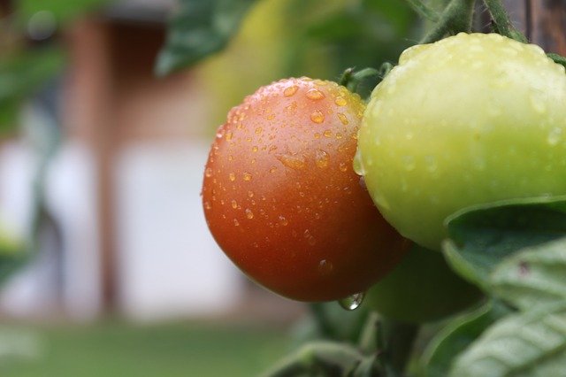 Ücretsiz indir Red Tomato Food - GIMP çevrimiçi resim düzenleyiciyle düzenlenecek ücretsiz fotoğraf veya resim