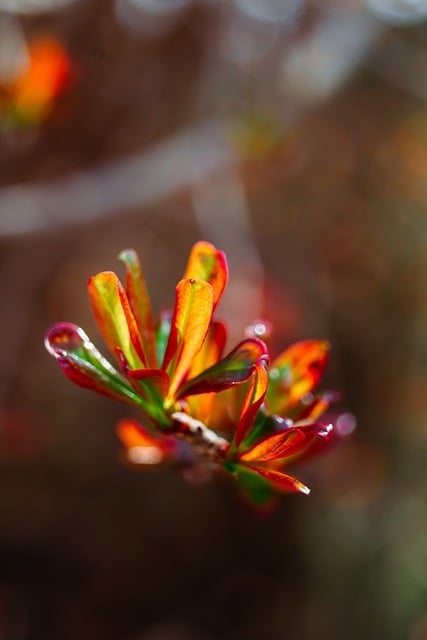 Free download red tree nature forest spring free picture to be edited with GIMP free online image editor