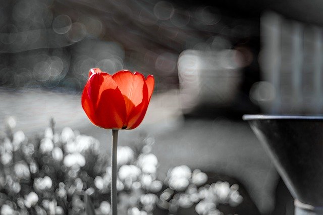 Ücretsiz indir Kırmızı Lale Çiçeği - GIMP çevrimiçi resim düzenleyici ile düzenlenecek ücretsiz fotoğraf veya resim