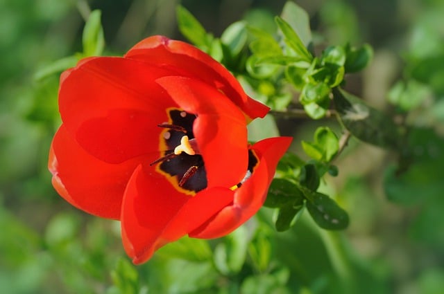 Bezpłatne pobieranie czerwony tulipan czerwony kwiat tulipan kwiat bezpłatny obraz do edycji za pomocą bezpłatnego edytora obrazów online GIMP