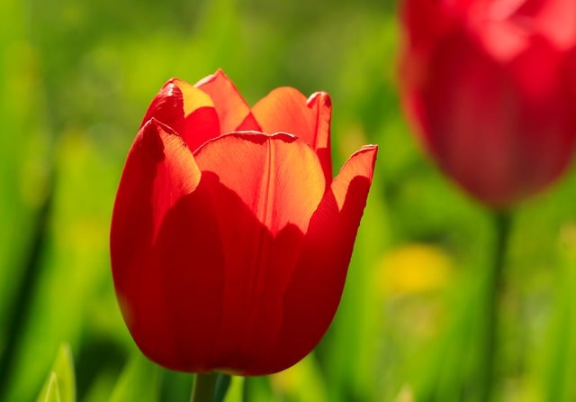 Free download red tulip red flower tulip spring free picture to be edited with GIMP free online image editor