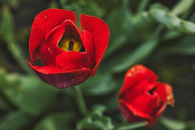 Free download red tulips spring flowers garden free picture to be edited with GIMP free online image editor