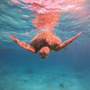 Red Turtle  screen for extension Chrome web store in OffiDocs Chromium